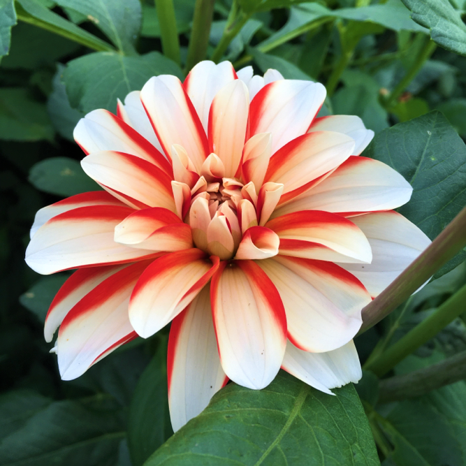 Dahlia dynamite